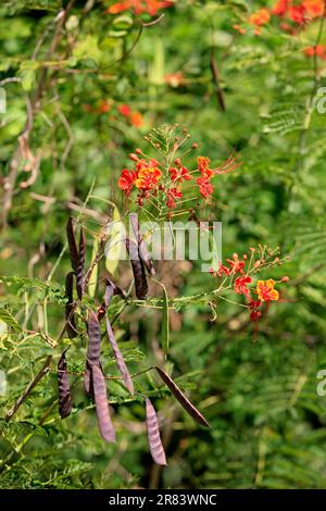Tamarind (Tamarindus indica), fruits and flowers on the tree, Roatan, Honduras Stock Photo