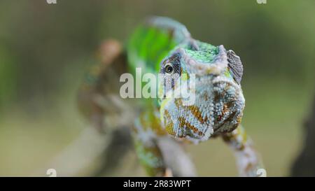 June 9, 2023, Odessa oblast, Ukraine, Eastern Europe: Green chameleon walks along branch and looksat around on bright sunny day on the green trees background. Panther chameleon (Furcifer pardalis). Front side (Credit Image: © Andrey Nekrasov/ZUMA Press Wire) EDITORIAL USAGE ONLY! Not for Commercial USAGE! Stock Photo