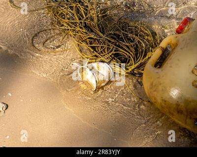 Garbage on the sandy beach, used white plastic cups, old ropes and empty petrol bins left on the beach background. Concept of saving the world, reduci Stock Photo