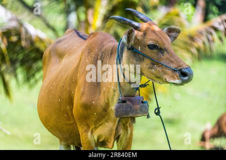 Domestic banteng. The banteng (Bos javanicus), also known as tembadau, is a species of cattle found in Southeast Asia. Stock Photo