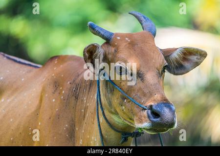 Domestic banteng. The banteng (Bos javanicus), also known as tembadau, is a species of cattle found in Southeast Asia. Stock Photo