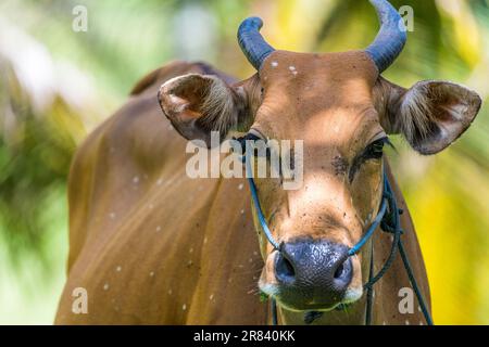 Domestic banteng. The banteng (Bos javanicus), also known as tembadau, is a species of cattle found in Southeast Asia. Stock Photo