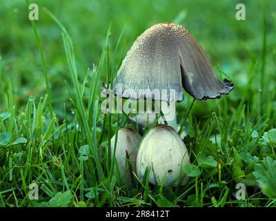 Coprinopsis atramentaria, commonly known as the common ink cap or inky cap, is an edible (but sometimes poisonous) (when combined with alcohol) Stock Photo
