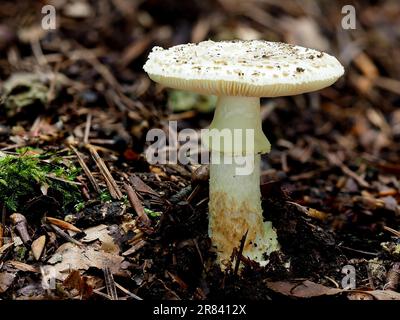 Known as the false death cap, or Citron Amanita, Amanita citrina (previously also known as Amanita mappa), is a basidiomycotic mushroom, one of many Stock Photo