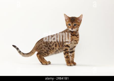 Bengal cat, kitten, 8 weeks, sideways Stock Photo - Alamy