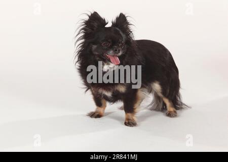 Chihuahua, longhaired, black-and-tan Stock Photo