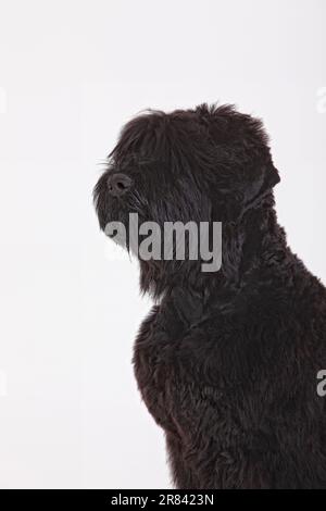 Black Russian Terrier, 5 months Stock Photo