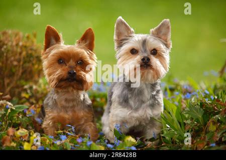 Yorkshire Terrier and mixed breed dog (Yorkshire-Maltese mix) Stock Photo