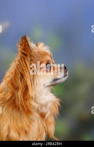 Chihuahua, long-haired, lateral, profile Stock Photo