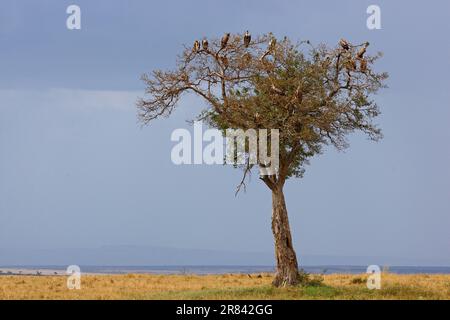White-backed vulture (Gyps africanusi) and sparrowhawk (Gyps rueppellii) on a tree, Maasai Mara Game Reserve, Kenya Stock Photo