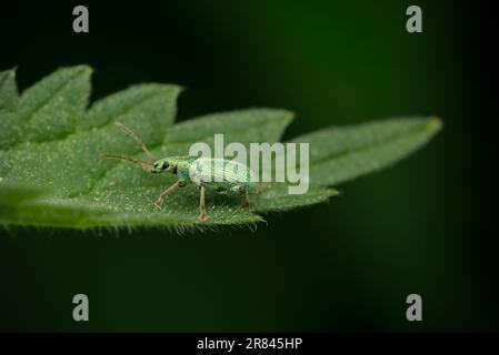 Single green weevil (Phyllobius sp.) crawling on a leaf of a nettle (Urtica sp.), macro photography, insects, biodiversity, cute Stock Photo