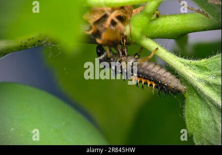 Larva of an Asian lady beetle (Harmonia axyridis) crawling on a plant, macro photography, insects, closeup, nature, biodiversity Stock Photo