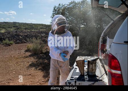 A young beekeeper puts on gloves to work in the hives. Stock Photo