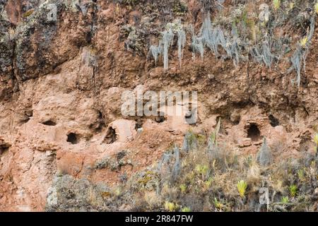 Ancient (pillaged) burial sites built into a steep cliff at the Inca ruins above Pisac, Sacred Valley, Peru. Stock Photo