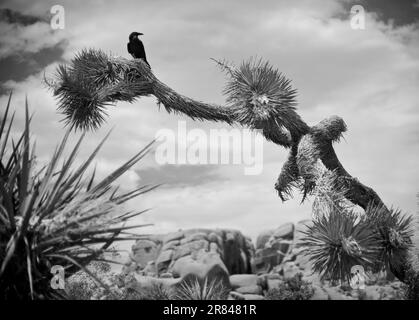 A raven perches atop a Joshua Tree in Joshua Tree National Park. Stock Photo