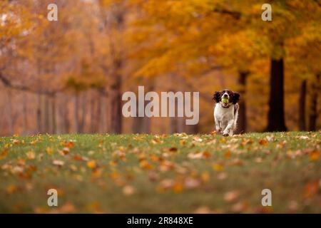 An English Springer Spaniel runs with a ball in its mouth in Autumn Stock Photo