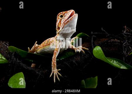 Bearded dragon on the rock with black background Stock Photo