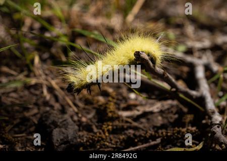 Yellow American Dagger Moth Caterpillar Stock Photo