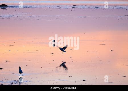 Seagull on the beach. The sunset is reflected in the wet sand. In the background still waves. Low tide on the coast of the Baltic Sea. Landscape photo Stock Photo