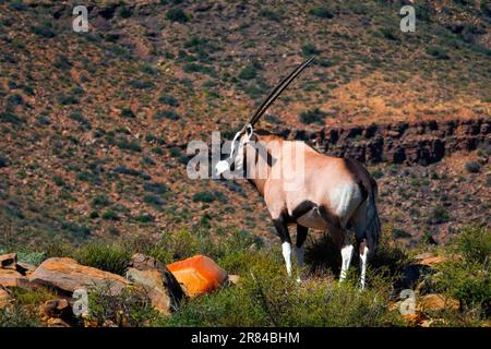 On the edge. A Gemsbok cow standing on the edge of the escarpment in the Karoo National park, on the Potlekkertjie loop near the Doornhoek lookout. Stock Photo