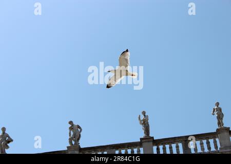 Gracefully soaring above the Venetian statues, a seagull adds a touch of freedom to Venice's timeless charm. Stock Photo