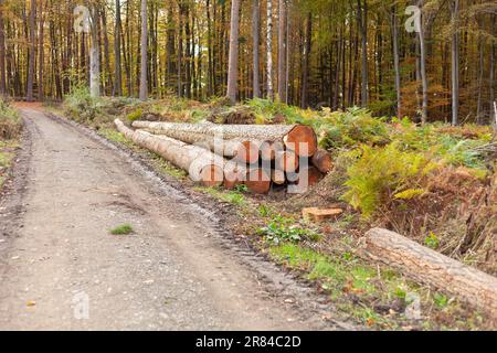Pile of cut tree trunks on the road in forest. Stock Photo