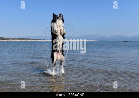 Border collie dog cooling off in the sea in Anglesey, Wales, Uk Stock Photo
