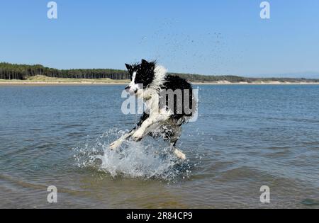 Border collie dog cooling off in the sea in Anglesey, Wales, Uk Stock Photo