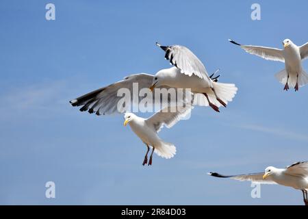 Seagulls gulls hovering over people as they scavenge for food at Llandudno in North Wales, Uk Stock Photo