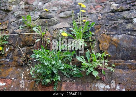 Wild dandelions growing on stone wall England, Uk Stock Photo