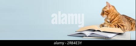 Smart scientist cat with books on a colored background. Copy space. Stock Photo
