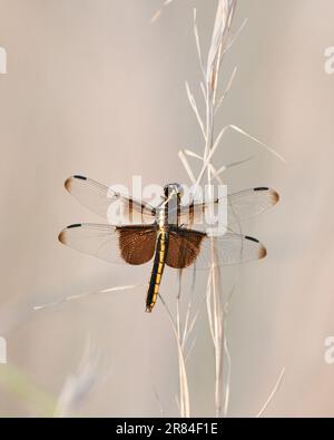 A closeup of Widow Skimmer on plant stem Stock Photo