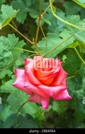 Pink rose in flower - France. Stock Photo