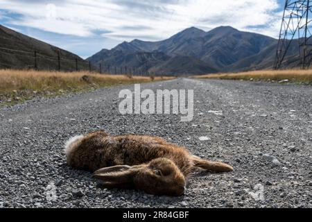 Dead rabbit on gravel road, Clarence Valley Road, near Hanmer Springs ...