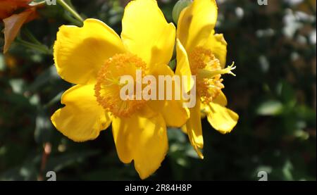 Blossoms of Hypericum perforatum, known as St. John's wort Stock Photo