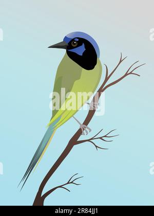 A vector illustration of a green jay. The bird is perched on a slanted branch and looks to the left. Stock Vector
