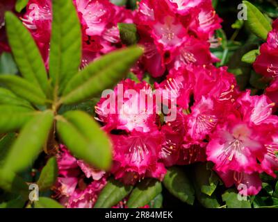 beautiful blooming maroon rhododendron shrub, flowering plant in a summer garden, close up photo Stock Photo