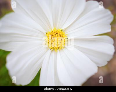 white petals of garden cosmos or mexican aster flower, close up photo Stock Photo