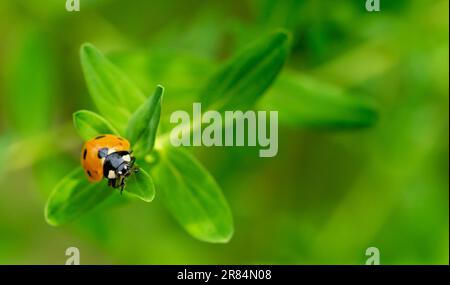 ladybug on green leaf in the garden Stock Photo