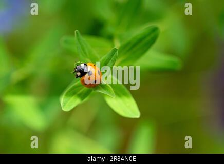 sweet ladybug on green leaf Stock Photo