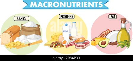 Main food groups macronutrients vector illustration Stock Vector