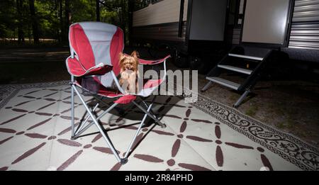Yorkie in a red chair next to a camper trailer licking his lips when he smells food Stock Photo