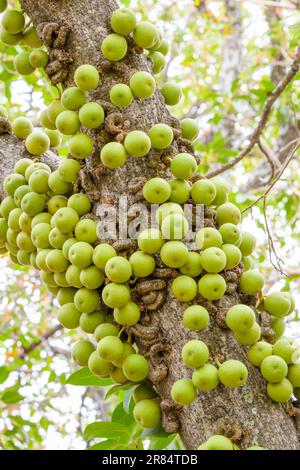 Knobbly fig tree (Ficus sansibarica) fruit growing on tree stem, Kruger national park, South Africa. Stock Photo