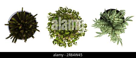 decorative flowers and plants for the interior, top view, isolated on white background, 3D illustration, cg render Stock Photo