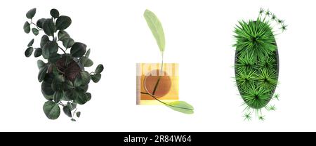 decorative flowers and plants for the interior, top view, isolated on white background, 3D illustration, cg render Stock Photo