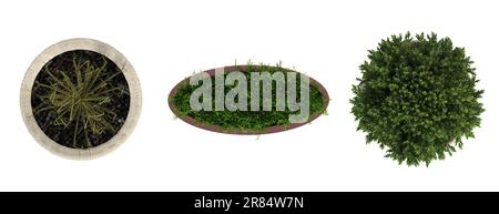 decorative flowers and plants for the interior, top view, isolated on white background, 3D illustration, cg render Stock Photo