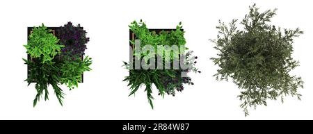 decorative flowers and plants for the interior, top view, isolated on white background, 3D illustration, cg render Stock Photo