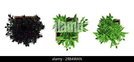 decorative flowers and plants for the interior, top view, isolated on white background, 3D illustration, cg render Stock Photo