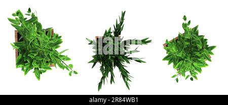 decorative flowers and plants for the interior, top view, isolated on white background, 3D illustration, cg render Stock Photo