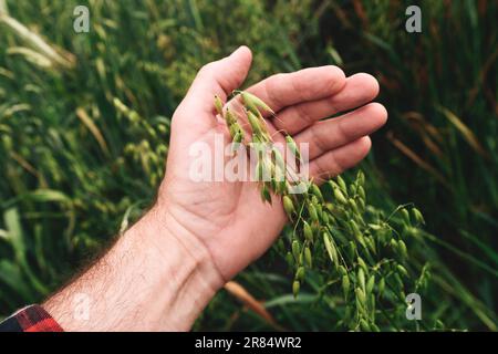 Farmer examining common oat (Avena Sativa) unripe crops in field, closeup of hand touching plant, selective focus Stock Photo